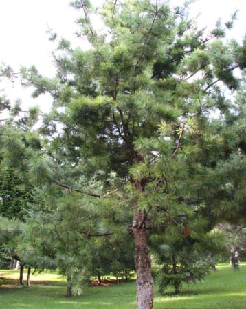 Pinus Excelsa