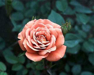 rose