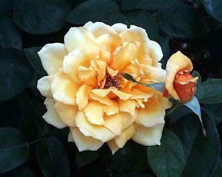 rose